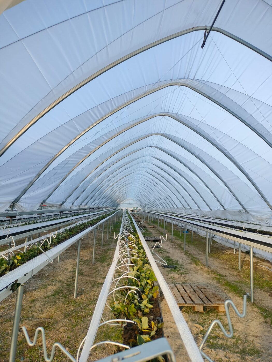 Tunneli